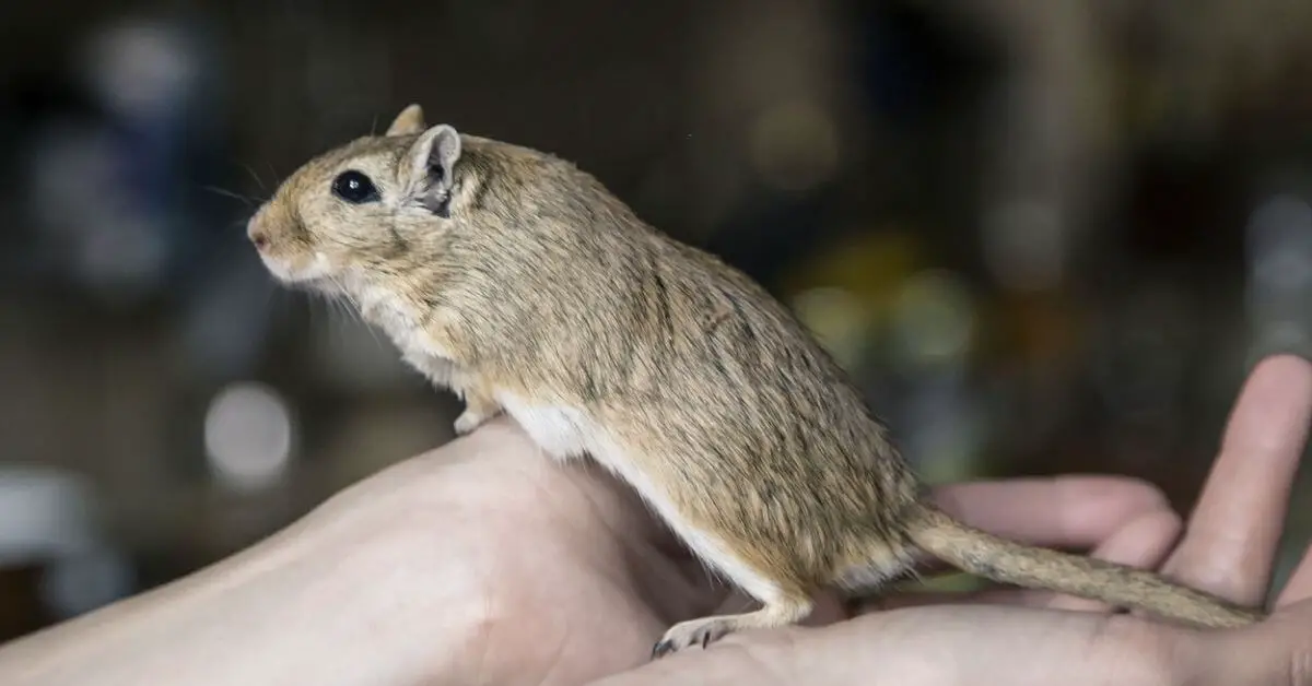 gerbil cupped in hand