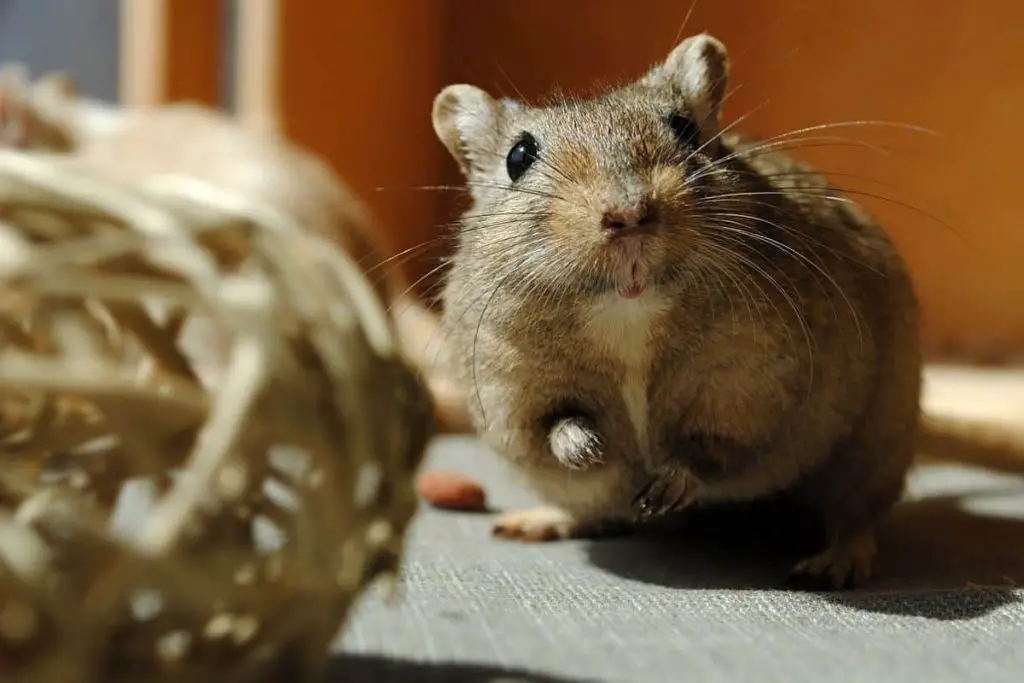 why-is-my-gerbil-bloated-common-causes-and-solutions