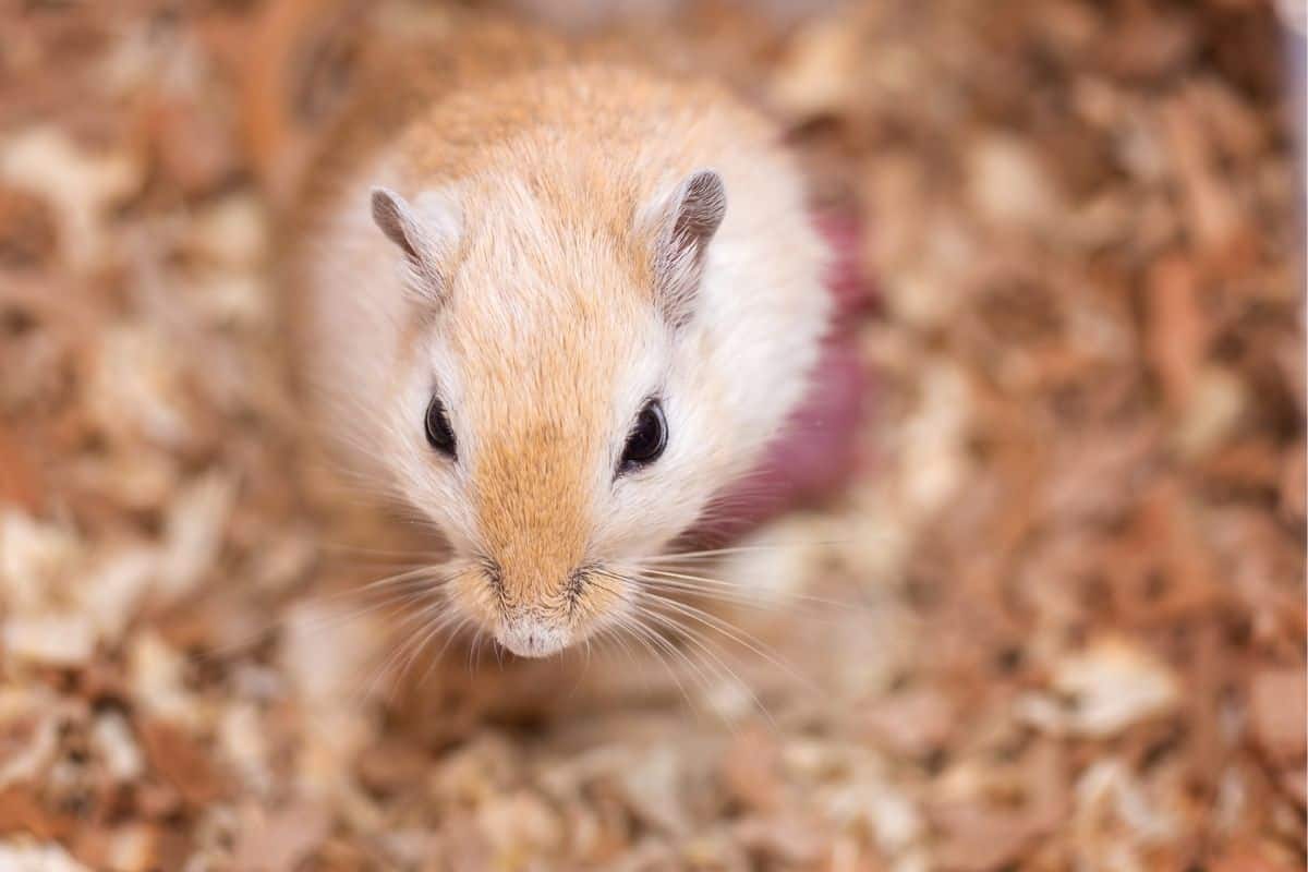 What Does Chattering Mean With A Guinea Pig