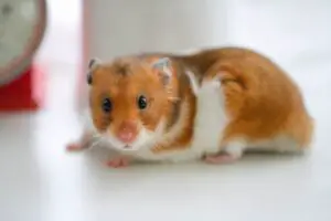 Hamster Wobbling and Falling Over