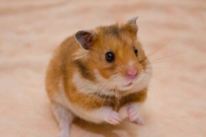 Why Do Hamsters Get Bald Spots